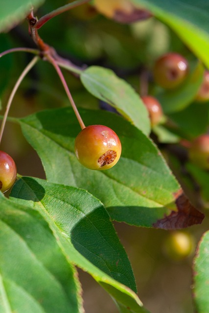 仅呈现了篮 仅呈现了篮